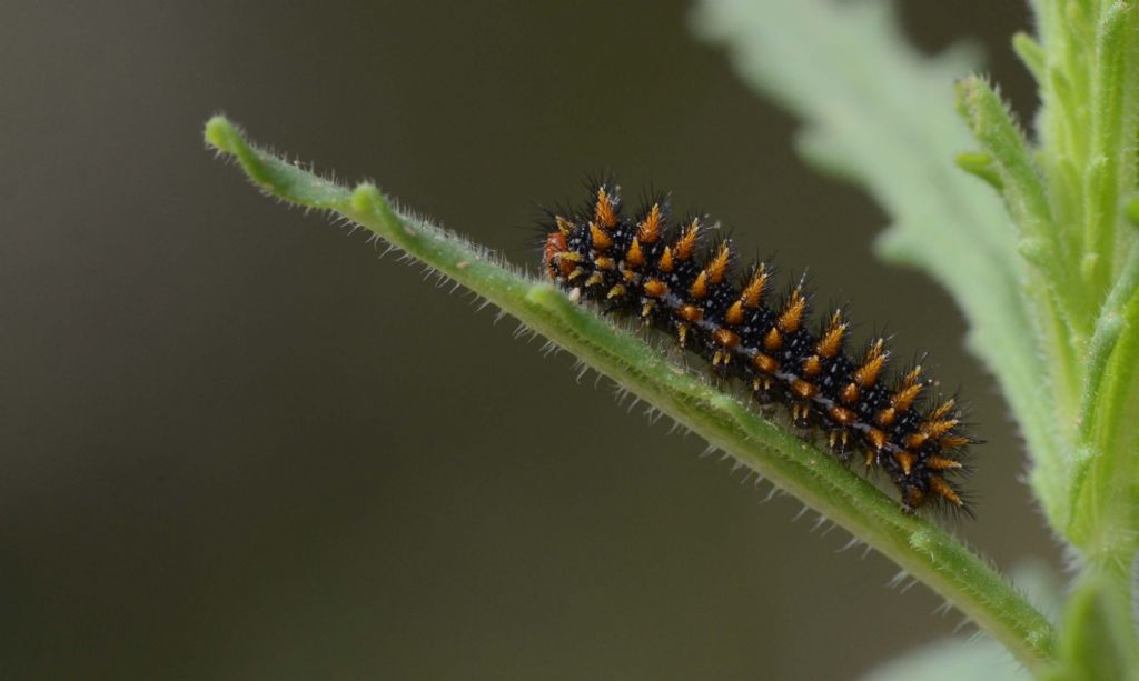 Altro bruco bellissimo da id. !!! - Melitaea athalia - no, didyma