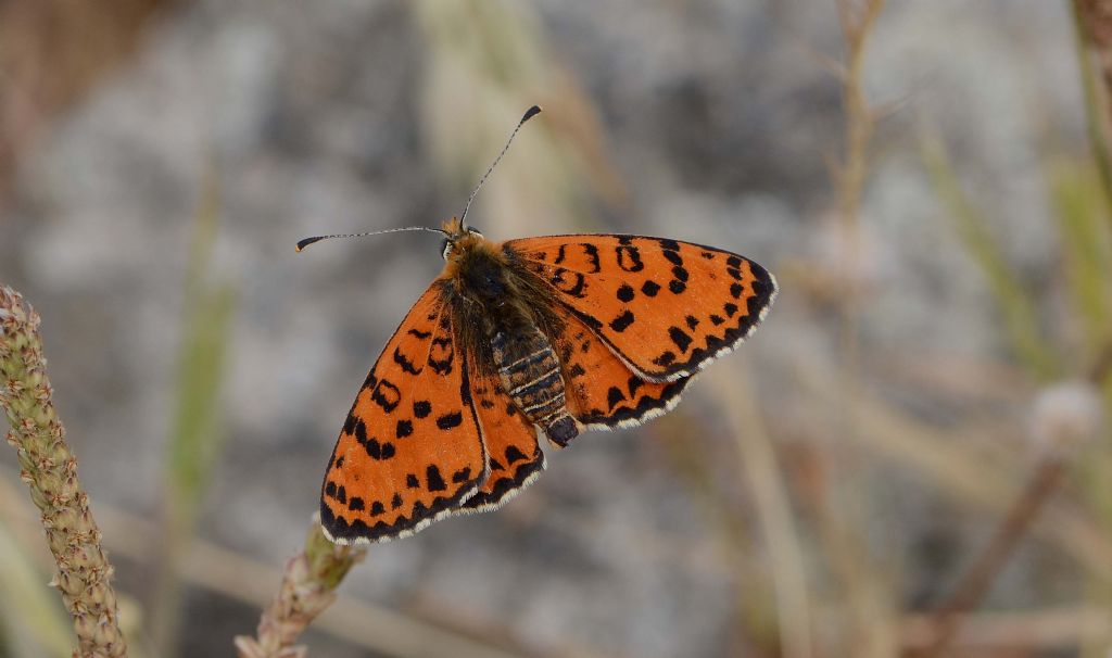 Altro bruco bellissimo da id. !!! - Melitaea athalia - no, didyma