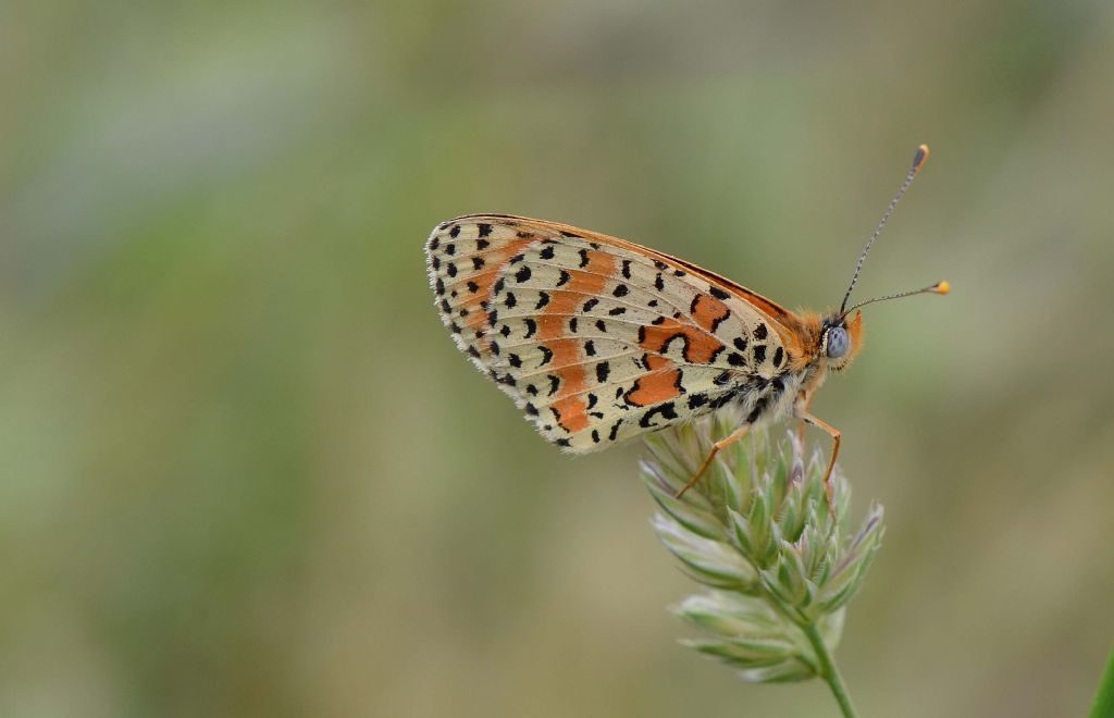 Altro bruco bellissimo da id. !!! - Melitaea athalia - no, didyma