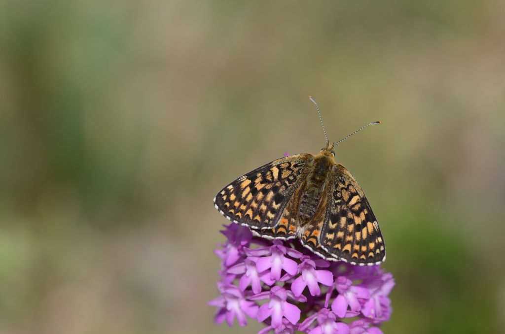 Altro bruco bellissimo da id. !!! - Melitaea athalia - no, didyma