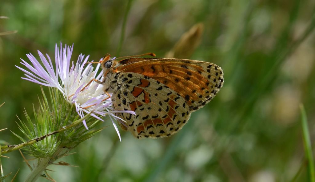 Altro bruco bellissimo da id. !!! - Melitaea athalia - no, didyma