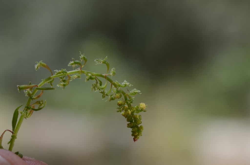 Rumex bucephalophorus (Polygonaceae)