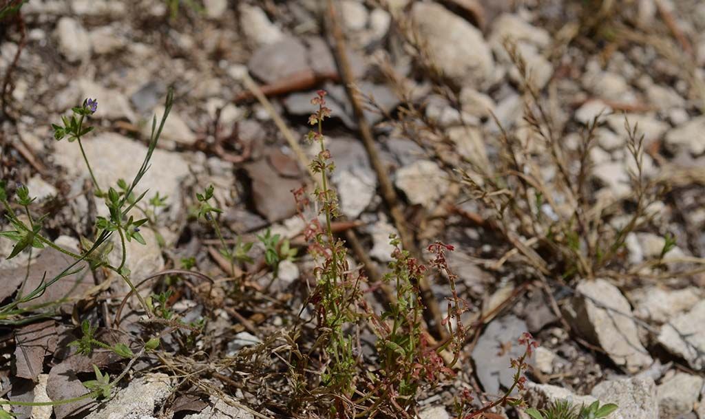 Rumex bucephalophorus (Polygonaceae)