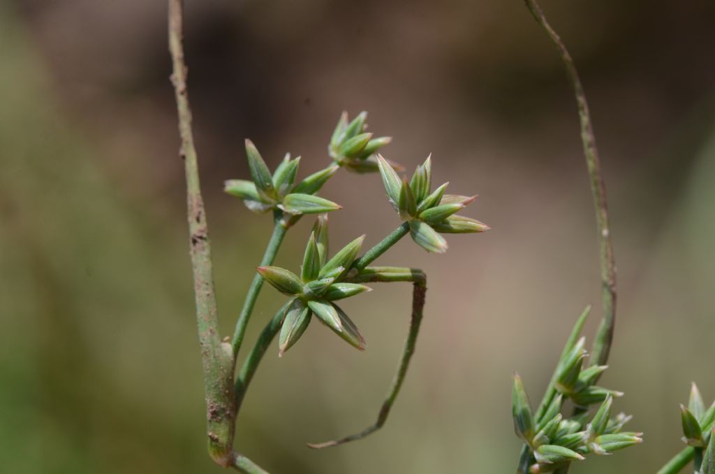 Juncus sp.