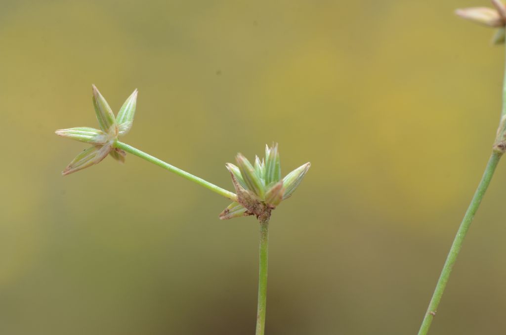 Juncus sp.