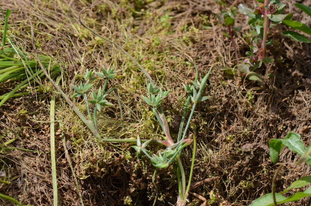 Juncus sp.