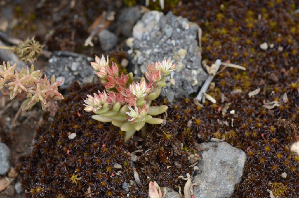 Sedum rubens / Borracina rossa