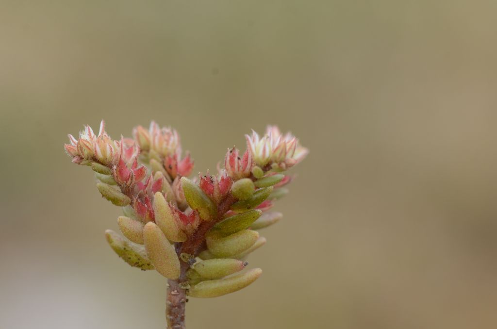 Sedum rubens / Borracina rossa