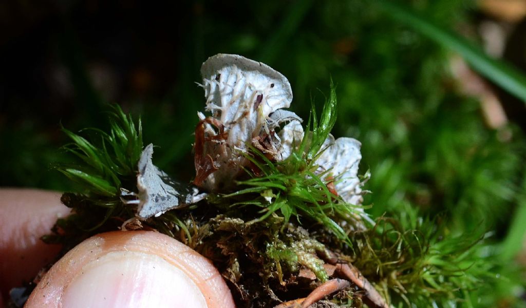 Peltigera sp??