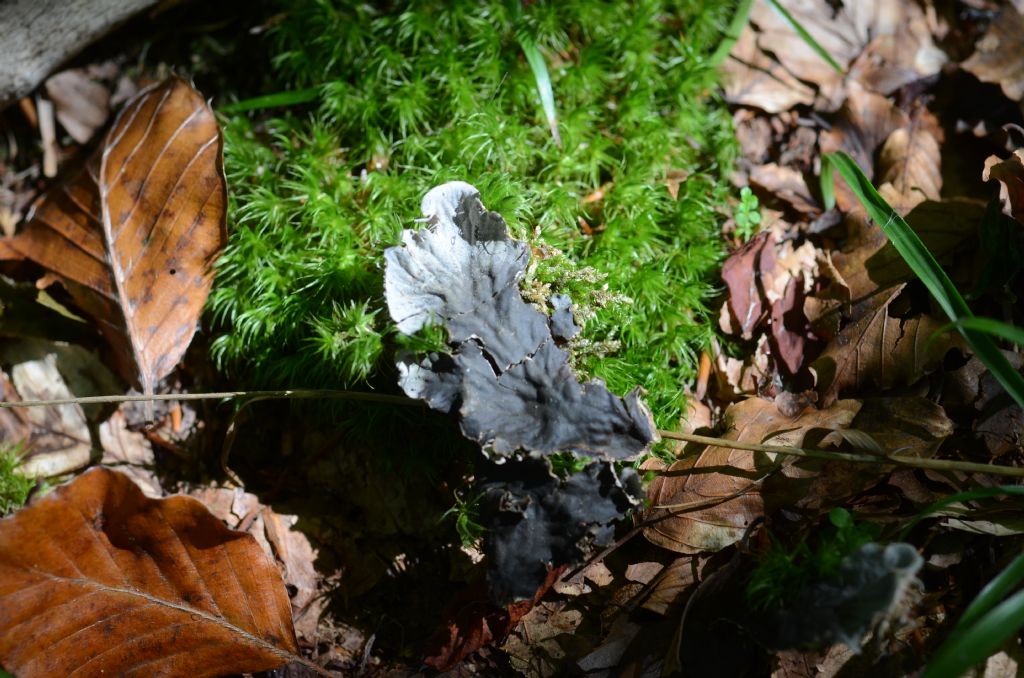 Peltigera sp??