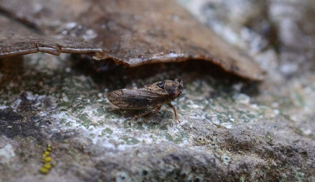 Cicadellidae: Megophthalmus sp., maschio