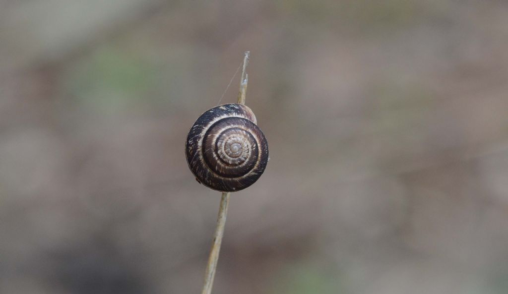 Cernuella virgata??