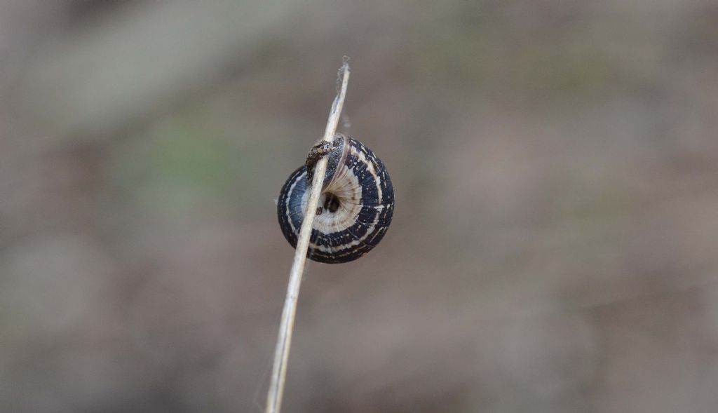 Cernuella virgata??