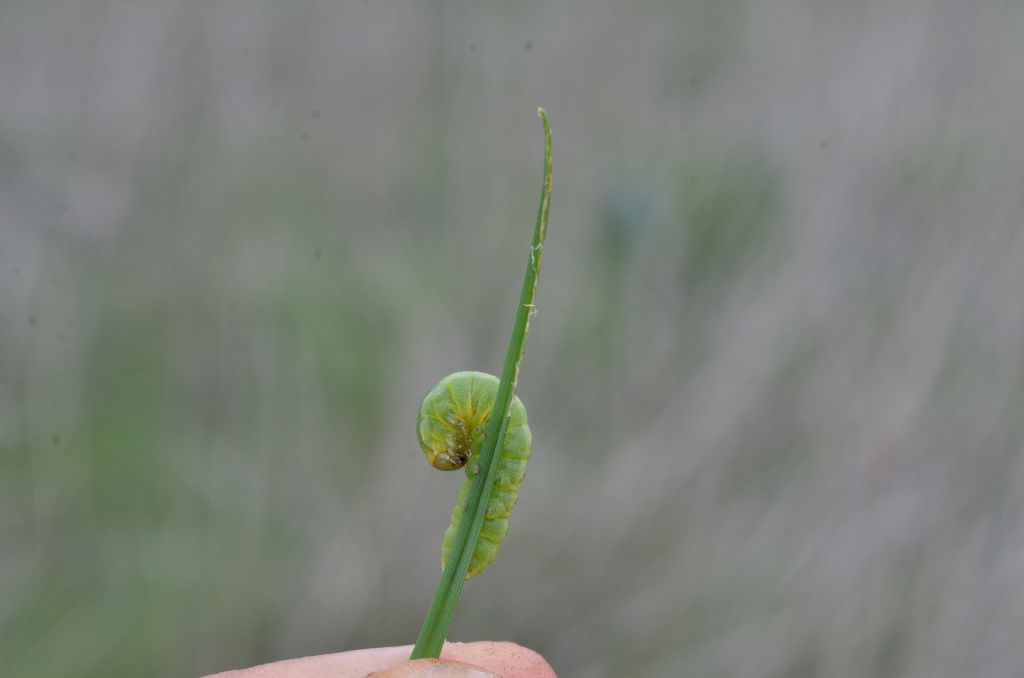 Noctua pronuba - Noctuidae