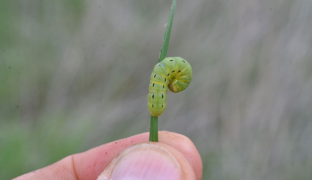 Noctua pronuba - Noctuidae