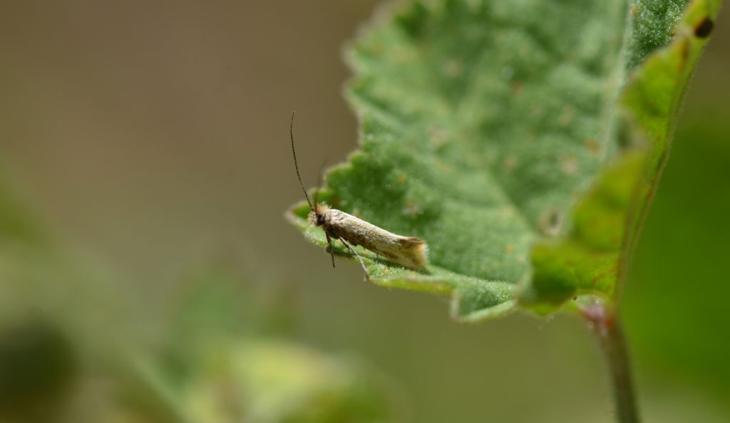 lepidottero da identificare