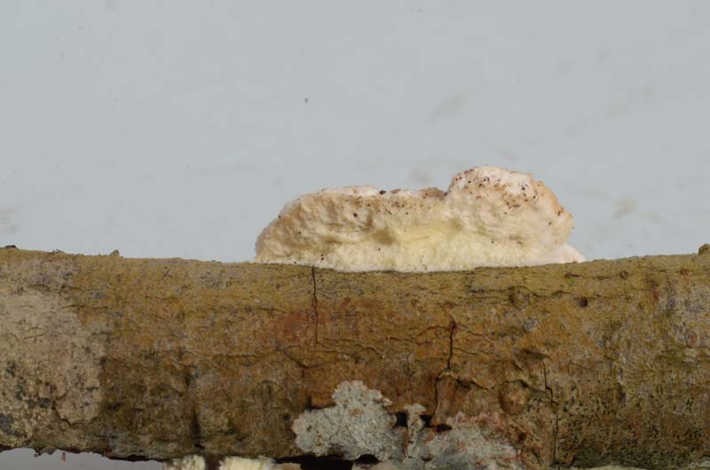 Polyporacea ....... (Gloeoporus dichrous)