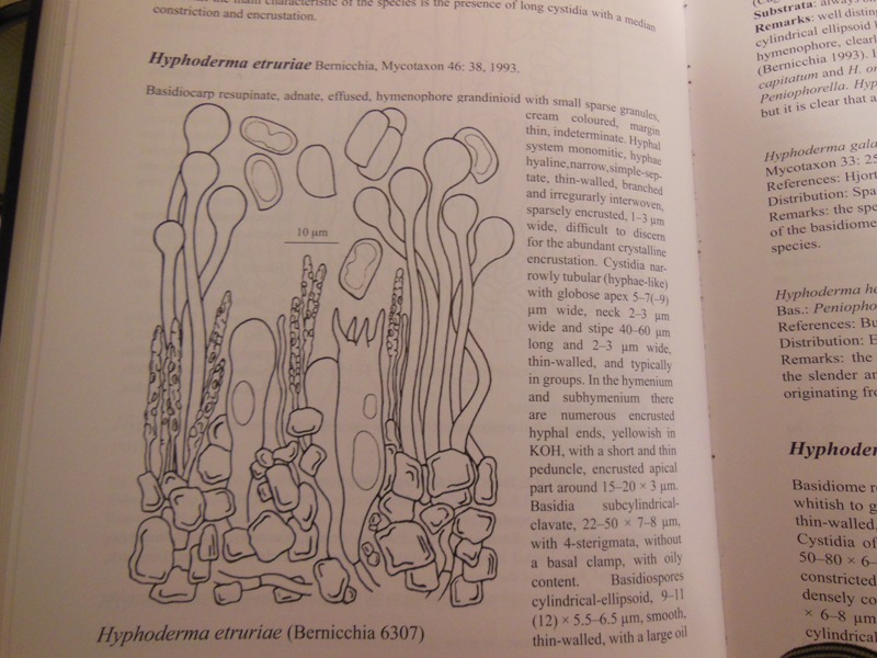 Hyphoderma etruriae