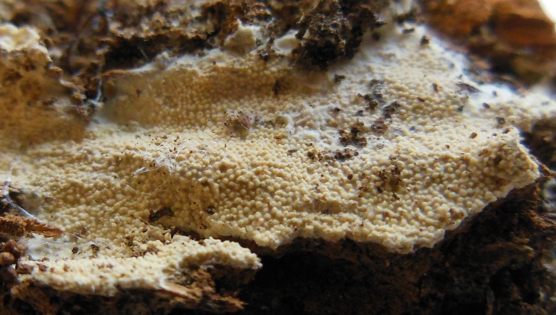 Hyphoderma etruriae