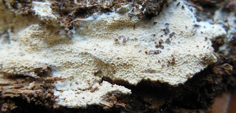 Hyphoderma etruriae