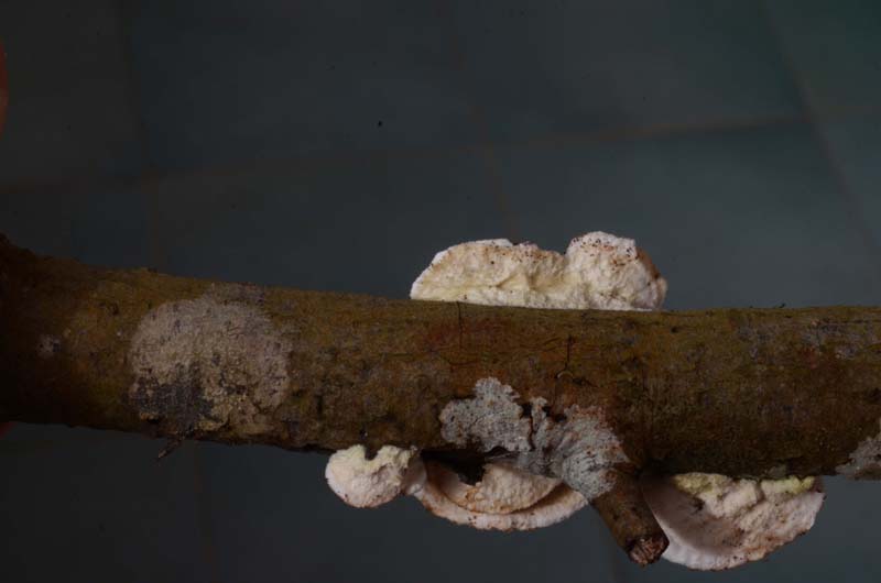 Polyporacea ....... (Gloeoporus dichrous)