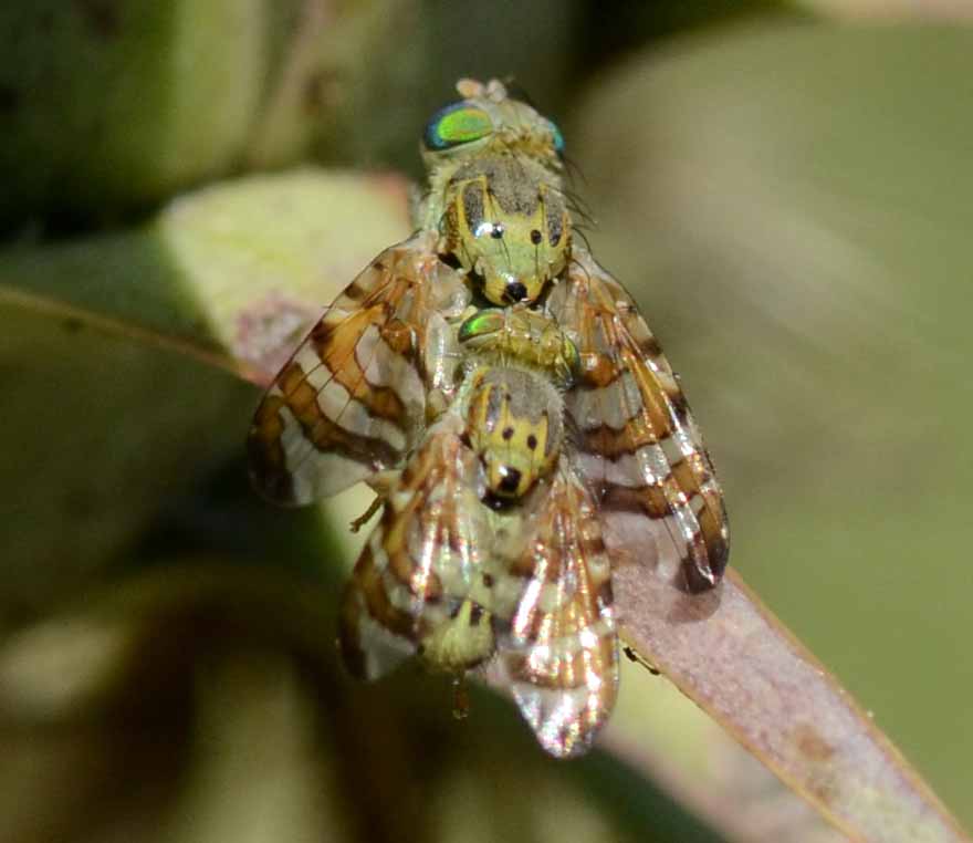 Chaetorellia jacea o Chaetostomella cylindrica?? C. cylindrica