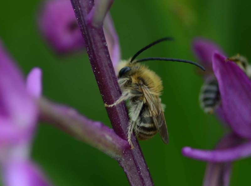 Maschio di Eucera sp. (Apidae) su Anacamptis laxiflora