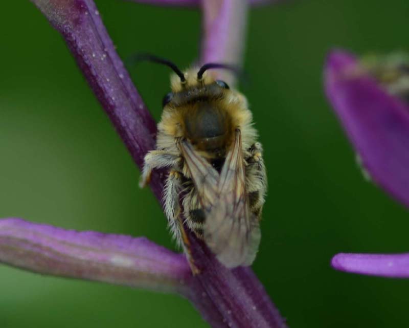 Maschio di Eucera sp. (Apidae) su Anacamptis laxiflora