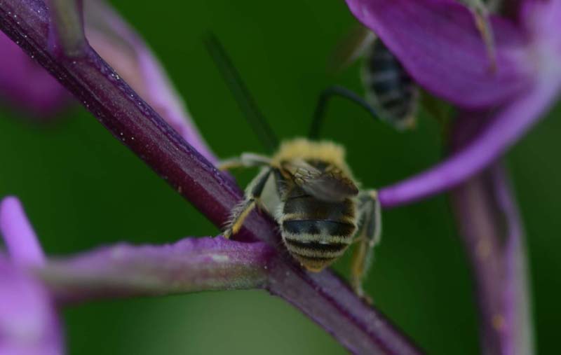 Maschio di Eucera sp. (Apidae) su Anacamptis laxiflora