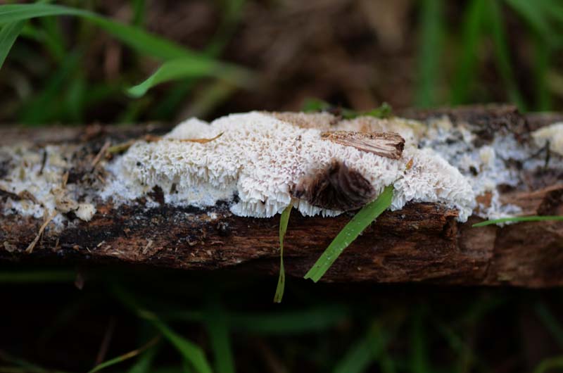 Schizopora ???