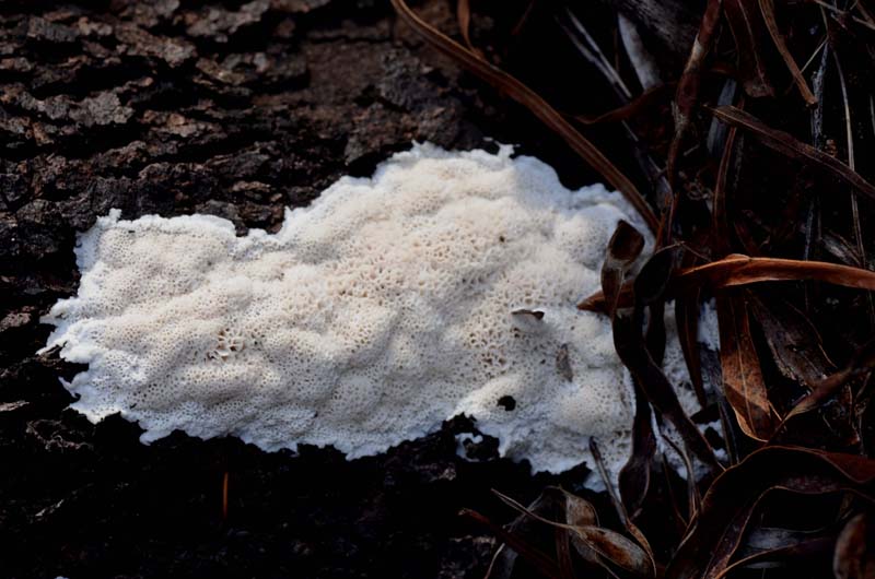Schizopora ???