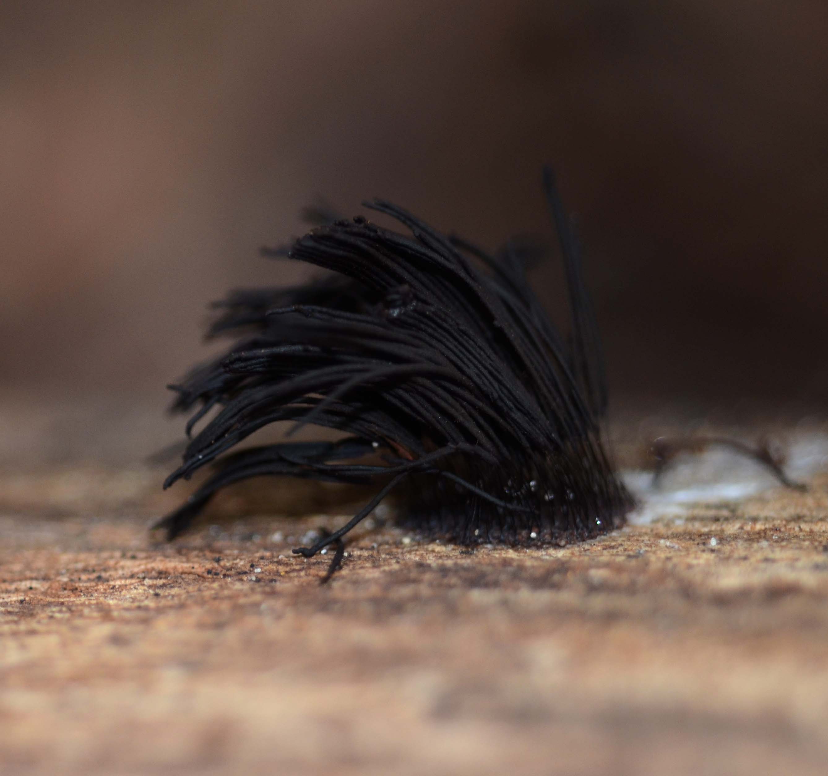 Su legno di Acacia retrodunale