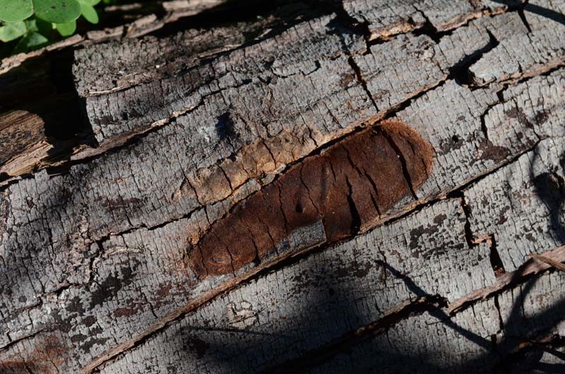 crosta bruna (Phellinus laevigatus)