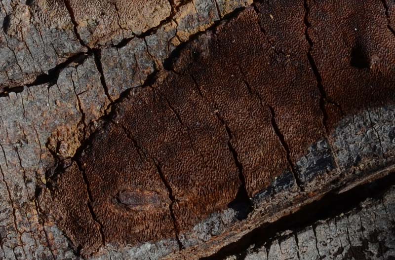 crosta bruna (Phellinus laevigatus)