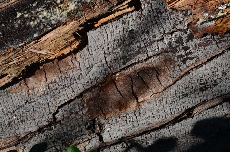 crosta bruna (Phellinus laevigatus)
