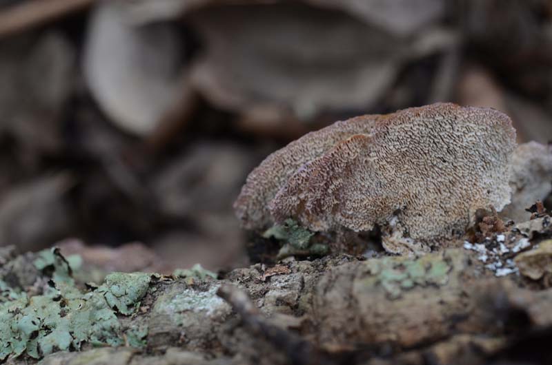 lignicolo su sughera (Trichaptum biforme)