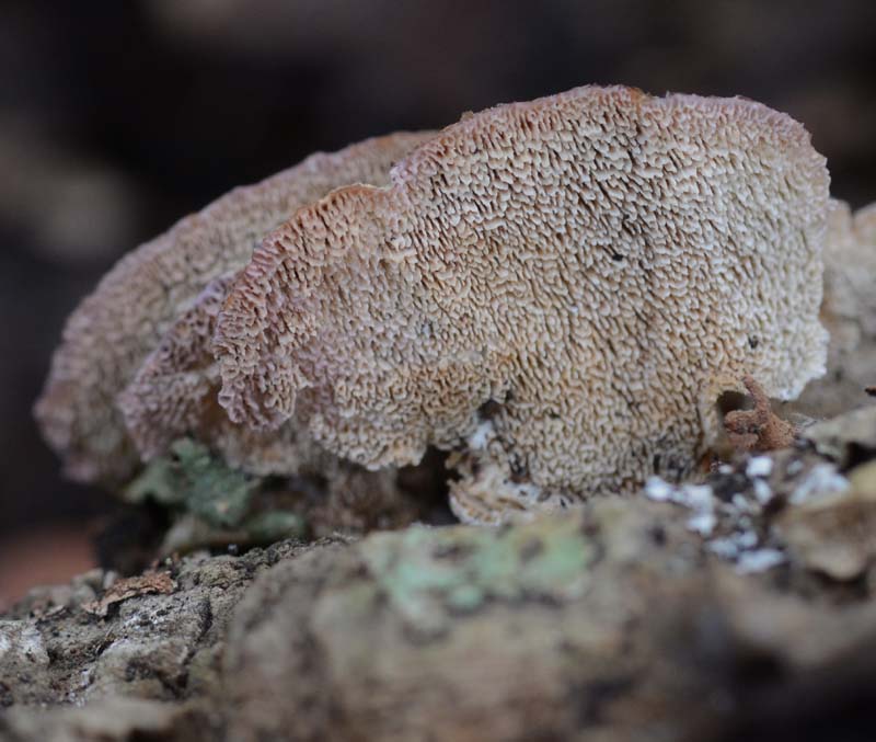 lignicolo su sughera (Trichaptum biforme)
