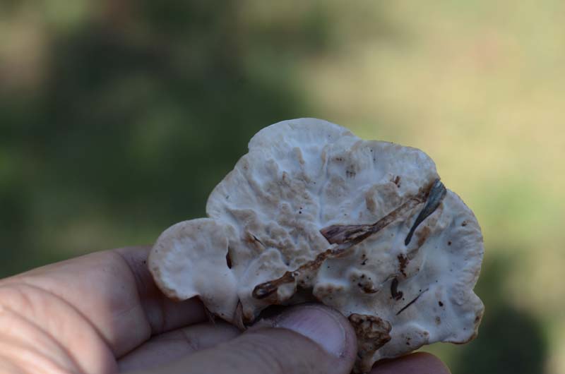 Abortiporus biennis ...