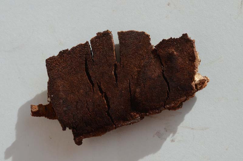 crosta bruna (Phellinus laevigatus)