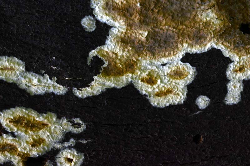 Crosta marrone-verdastra (Coniophora puteana)
