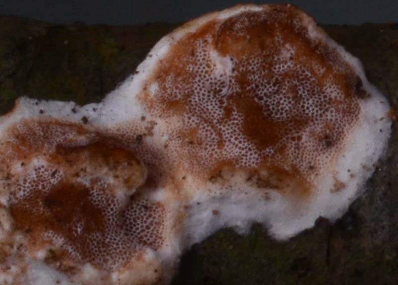 Polyporacea ....... (Gloeoporus dichrous)