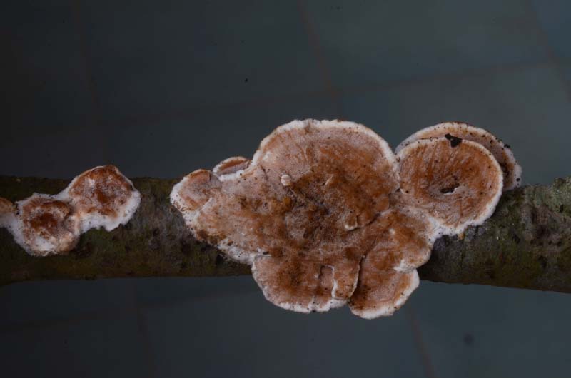 Polyporacea ....... (Gloeoporus dichrous)