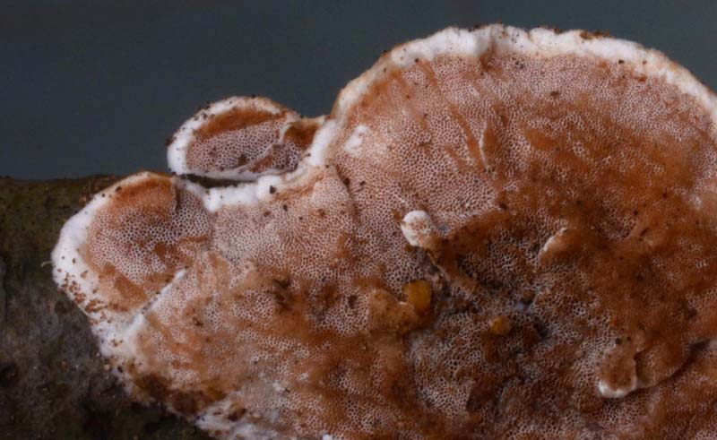 Polyporacea ....... (Gloeoporus dichrous)