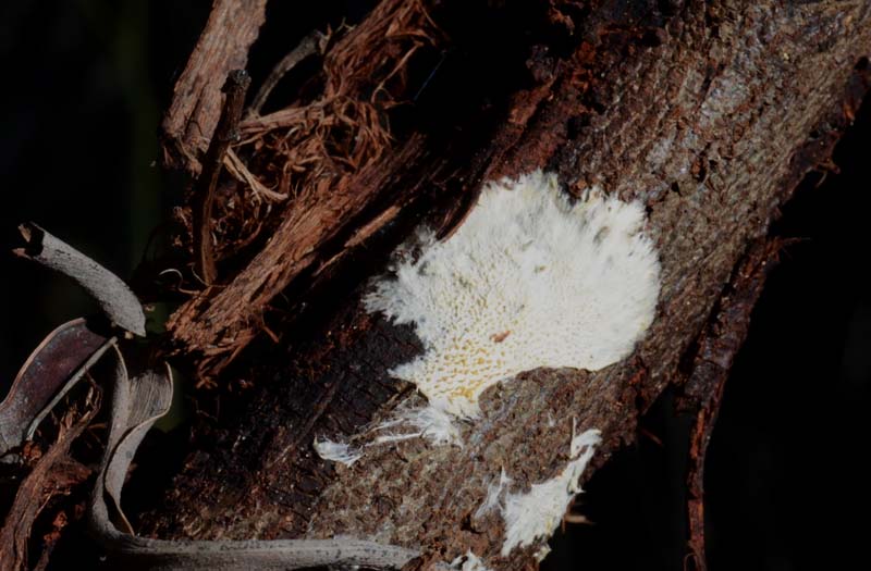 Su legno di Acacia retrodunale (Phanerochaete omnivora)