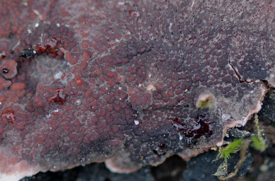 Crosta ......vinosa (Punctularia atropurpurascens)