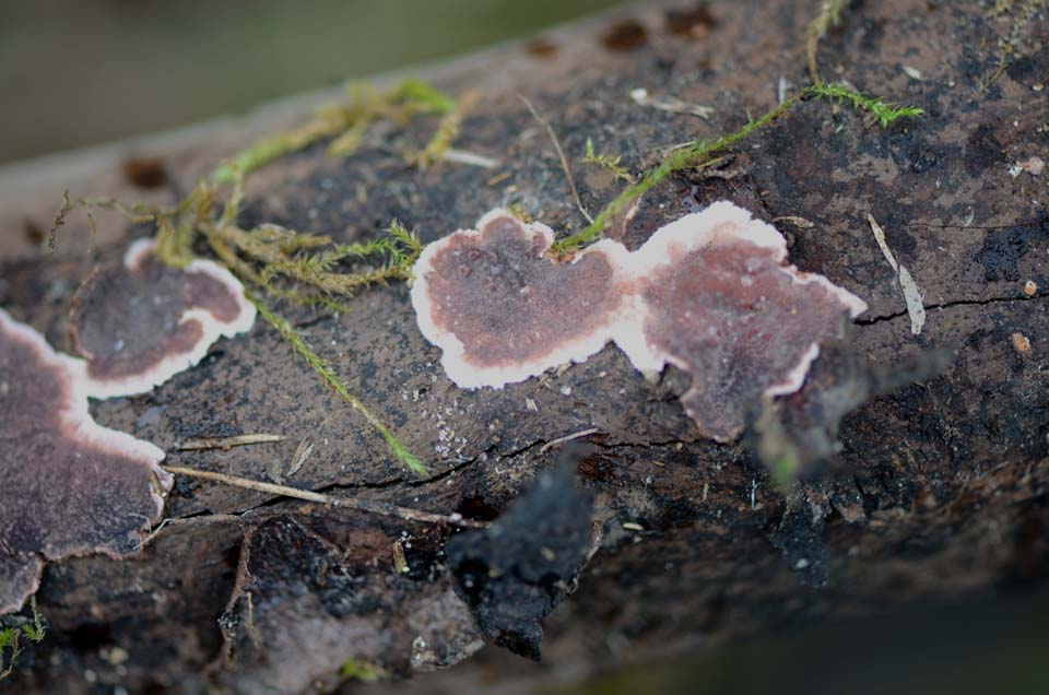 Crosta ......vinosa (Punctularia atropurpurascens)