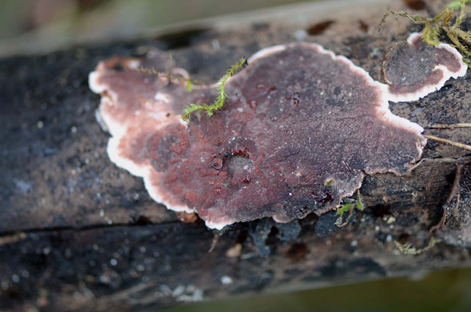 Crosta ......vinosa (Punctularia atropurpurascens)