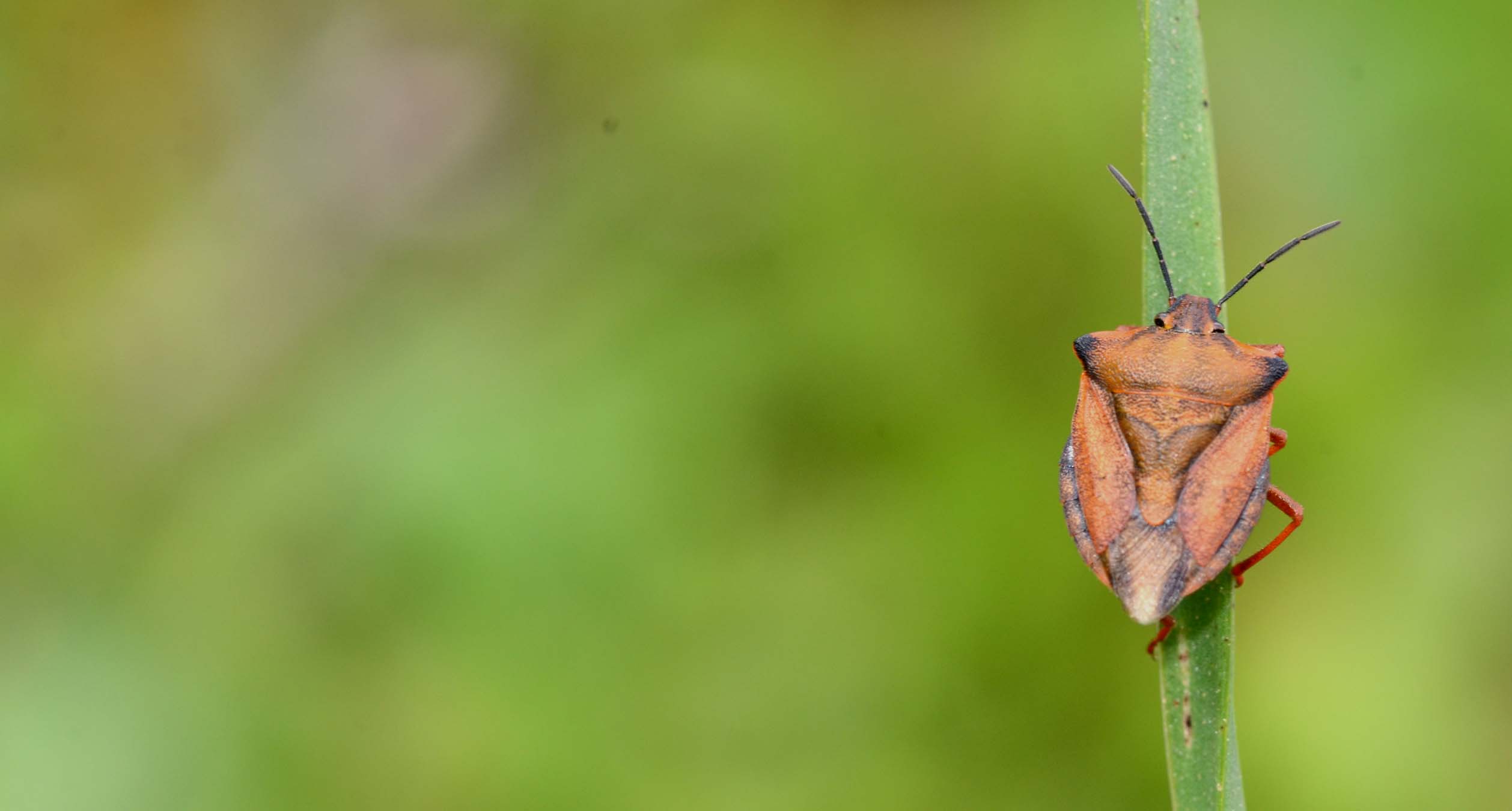 Pentatomidae: Carpocoris mediterraneus