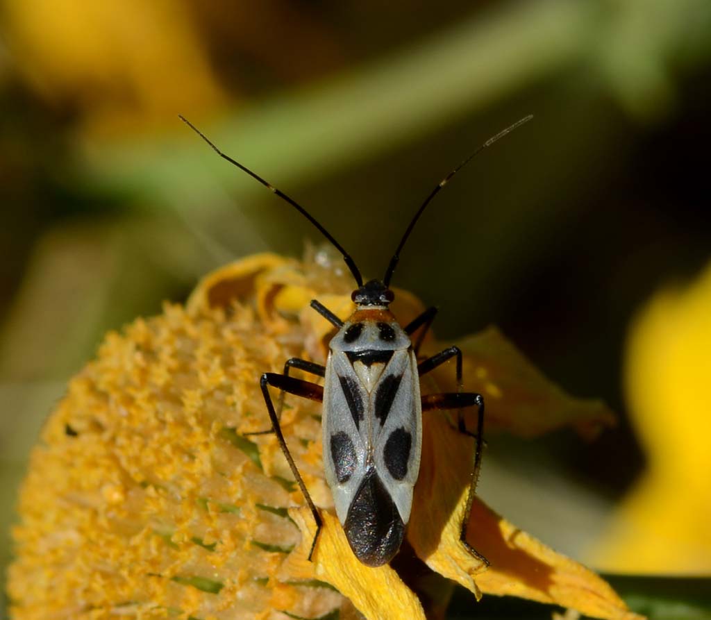 Calocoris nemoralis fo bimaculata??