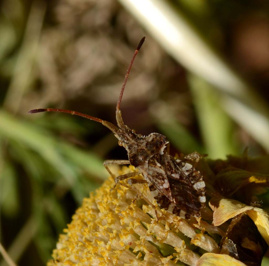 Coranus sp.?  No, Centrocoris spiniger (Coreidae)